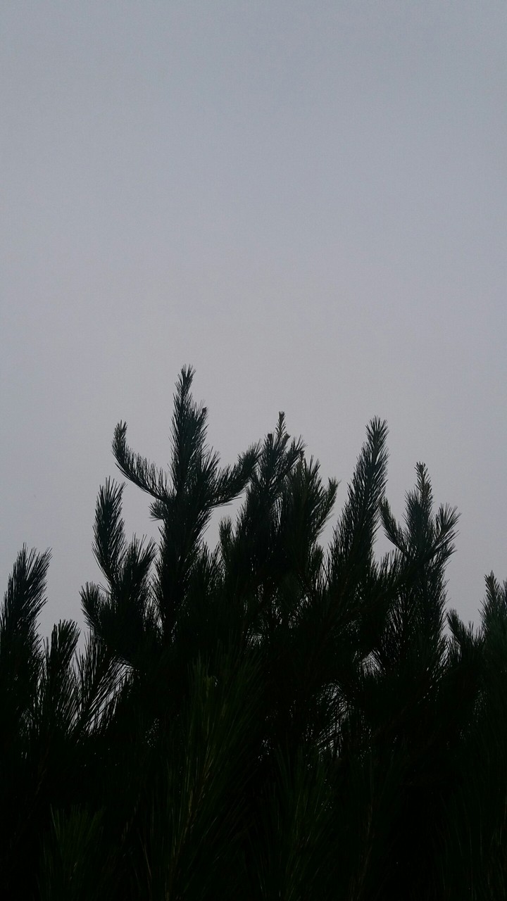 tree