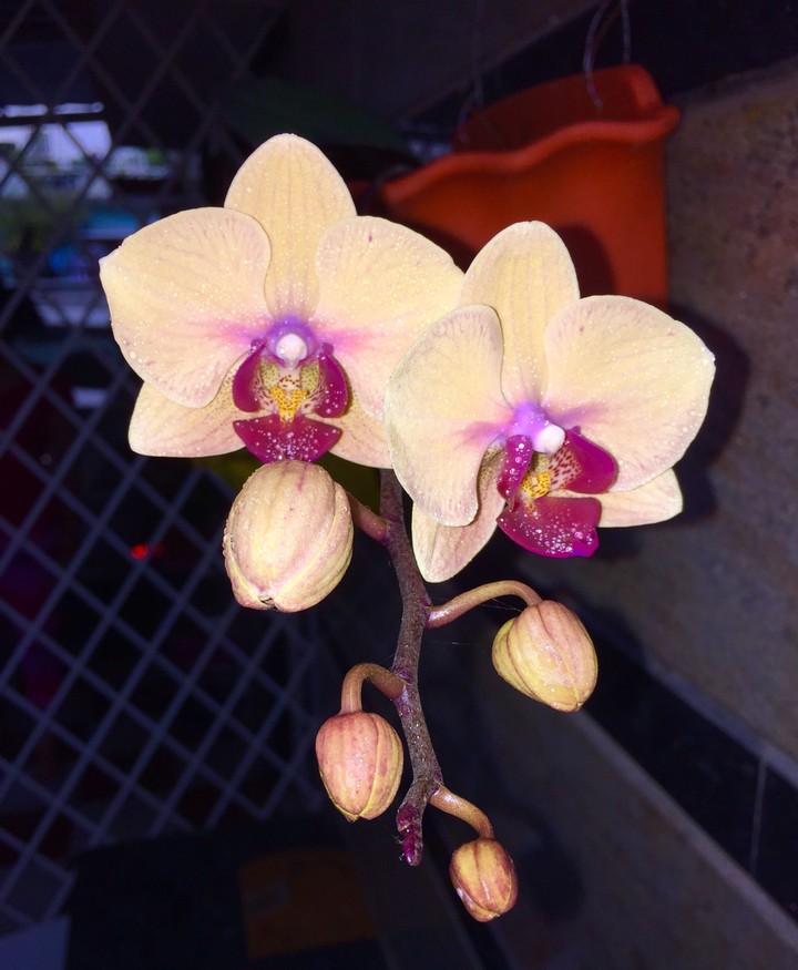 yellow blooms ..