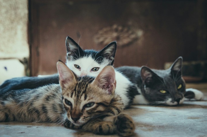 cats ✌❤✔