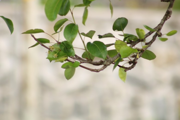 green treeeee