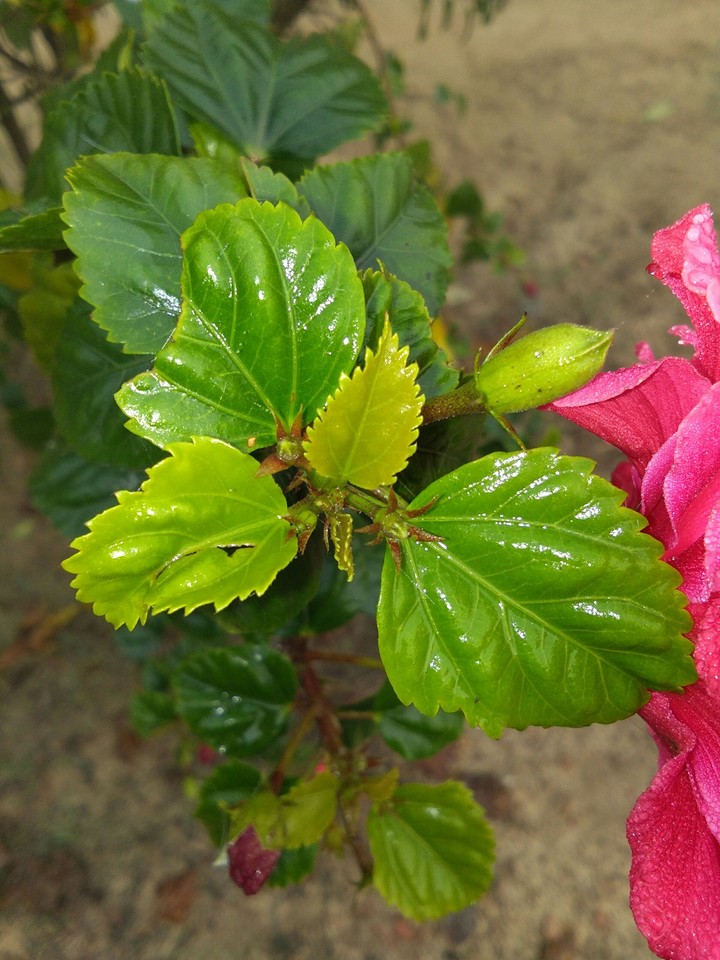 Leaf.