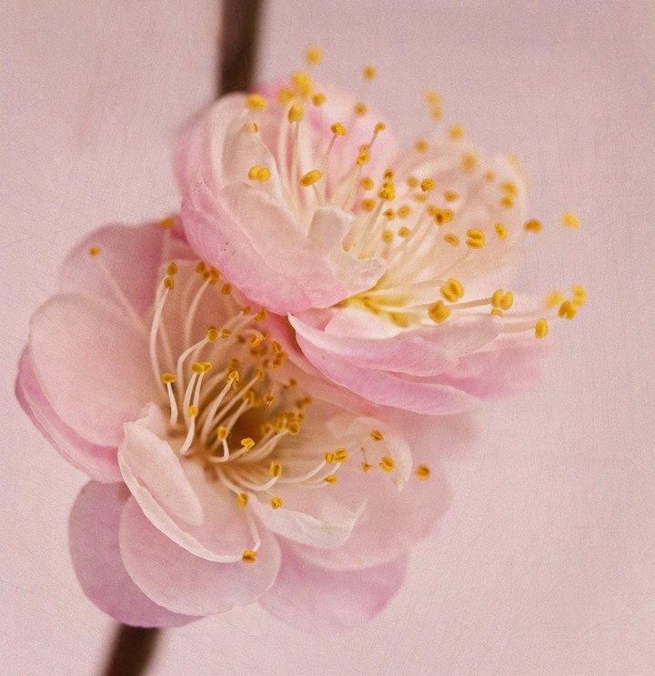 Spring Is Coming