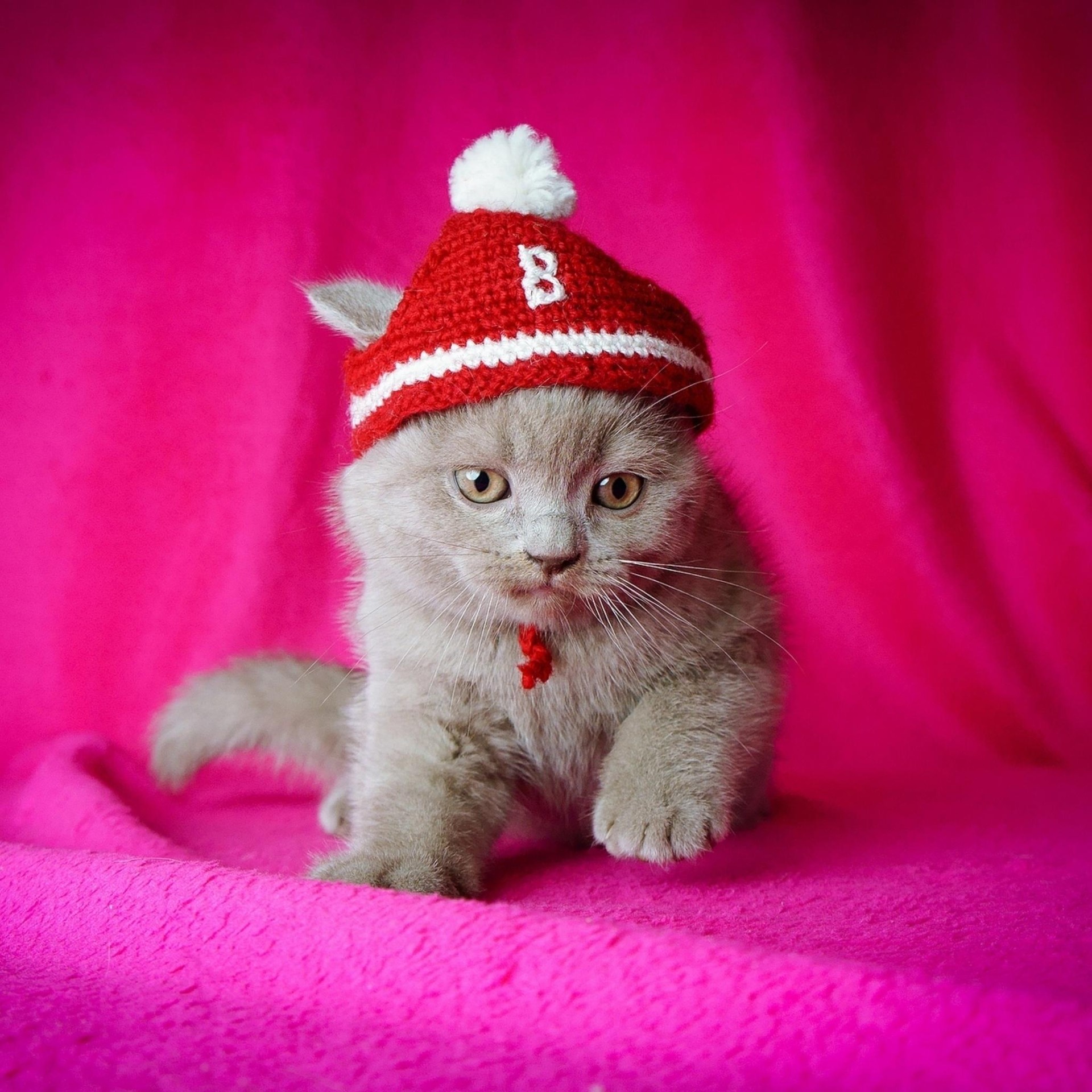 tapety whiskers, kitten