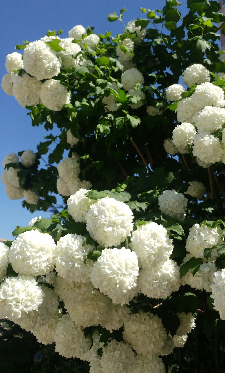 hortensia