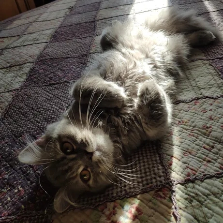 кошка