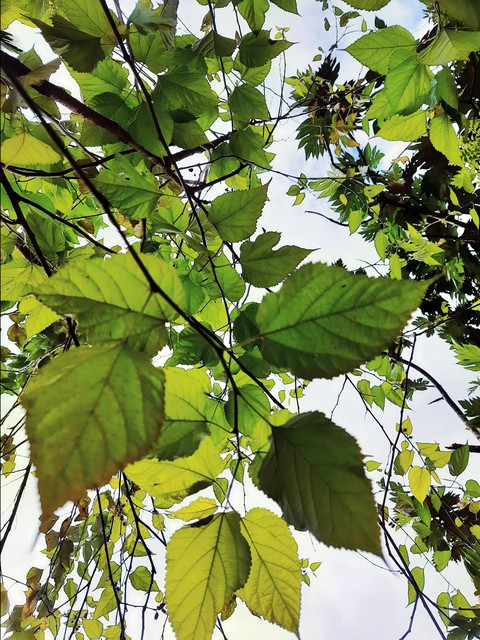 Leaves