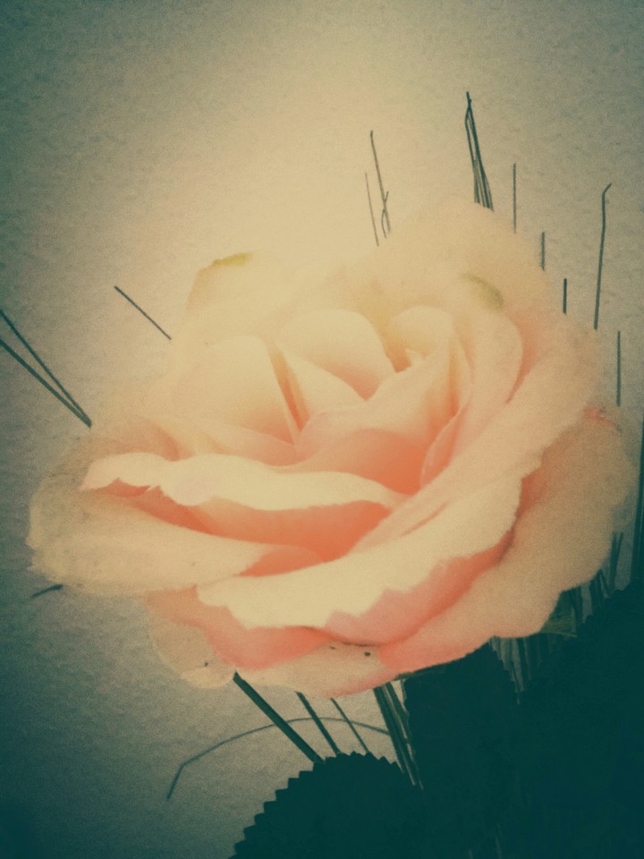 Schlicht Rose
