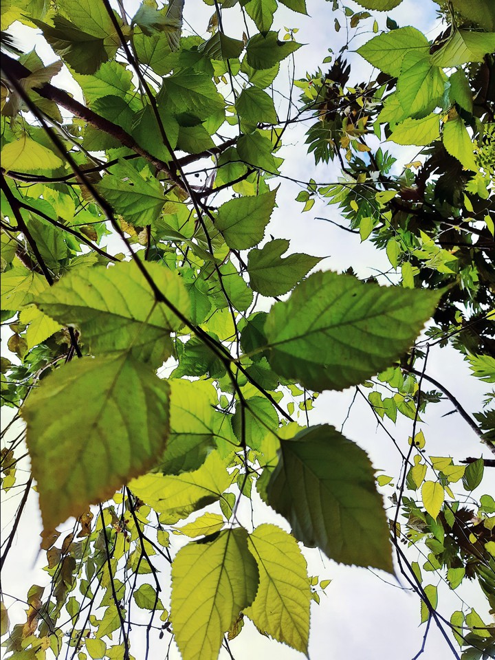 Leaves