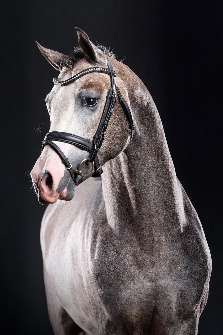 Sand horses