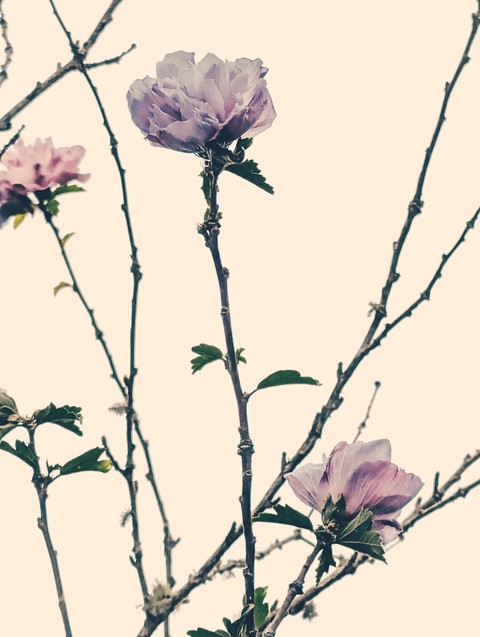 pedicel, White wallpapers