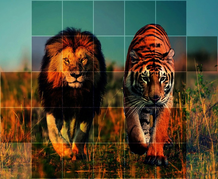 lion#tiger
