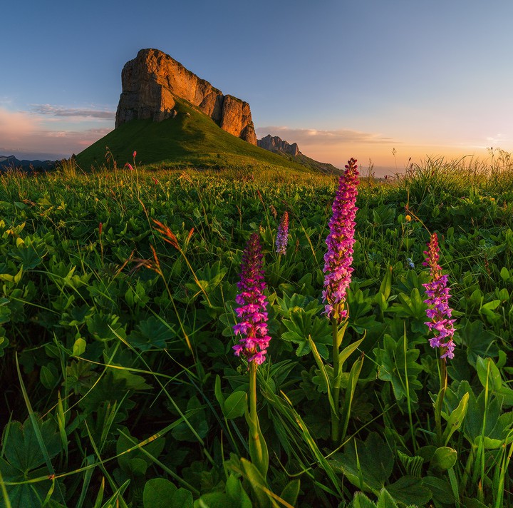 #meadow