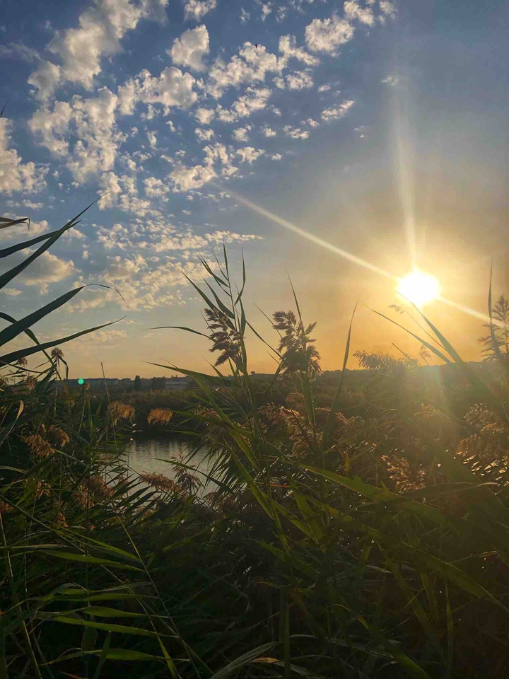 Reeds