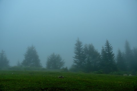 fonds d'écran forest, meadow