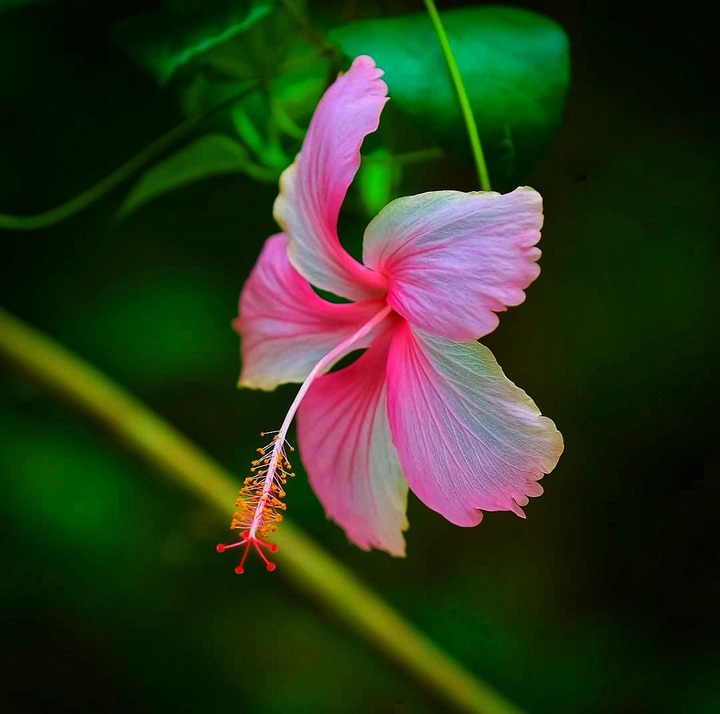 my photographying (Rj)