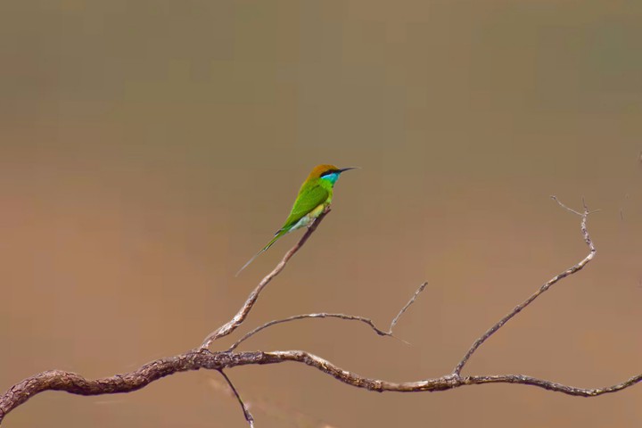 green bee eater