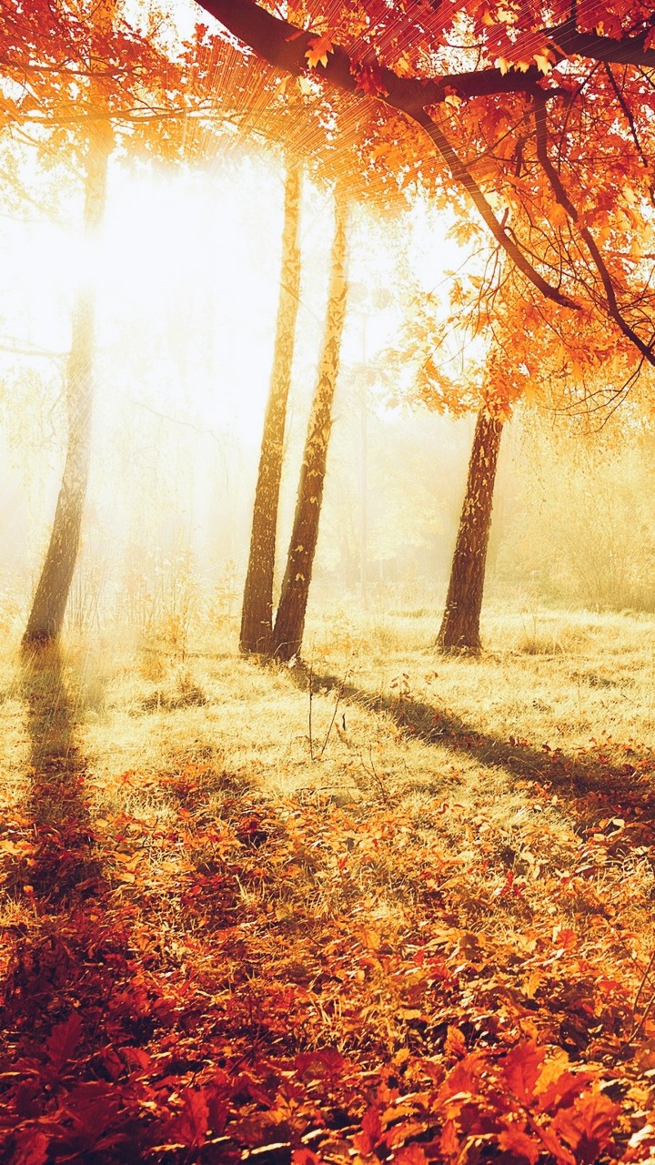 HD WALLPAPER