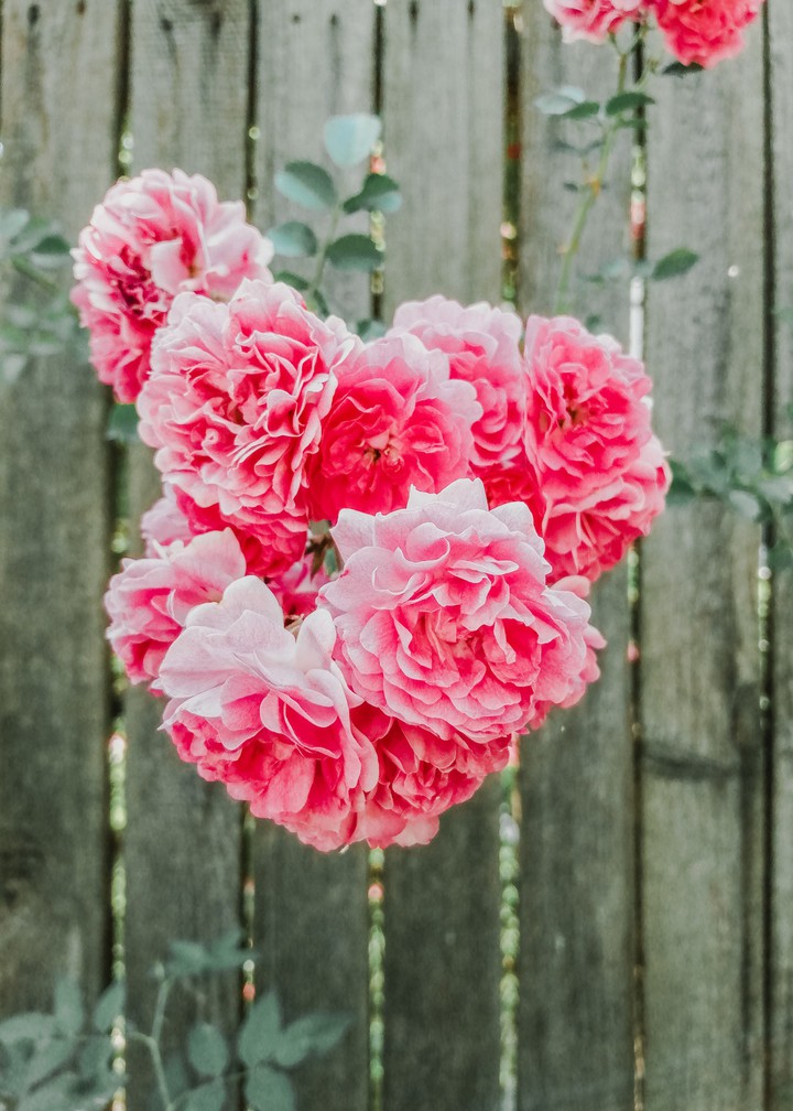 Rosa Julia