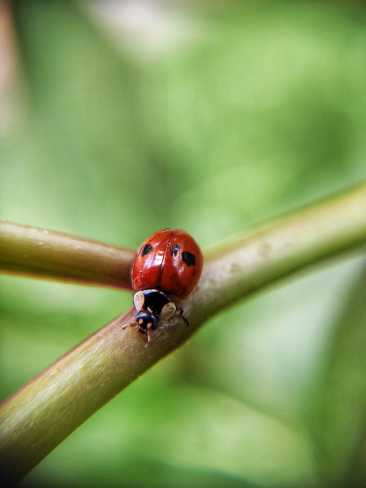 lady beetle