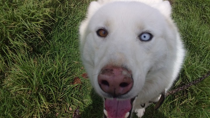 Dog