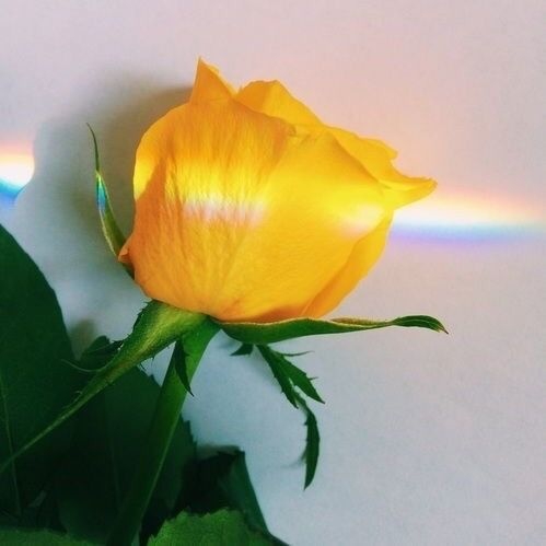 ×××