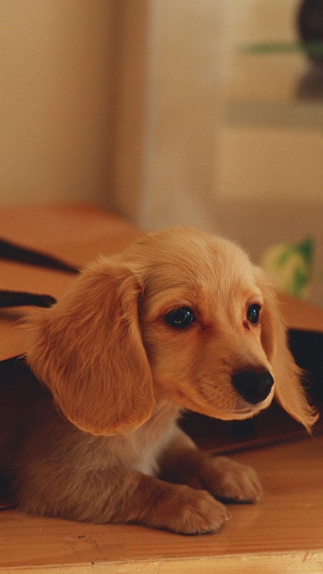 puppy