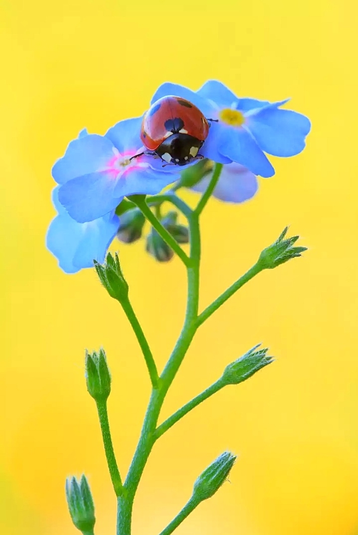 forget-me-not