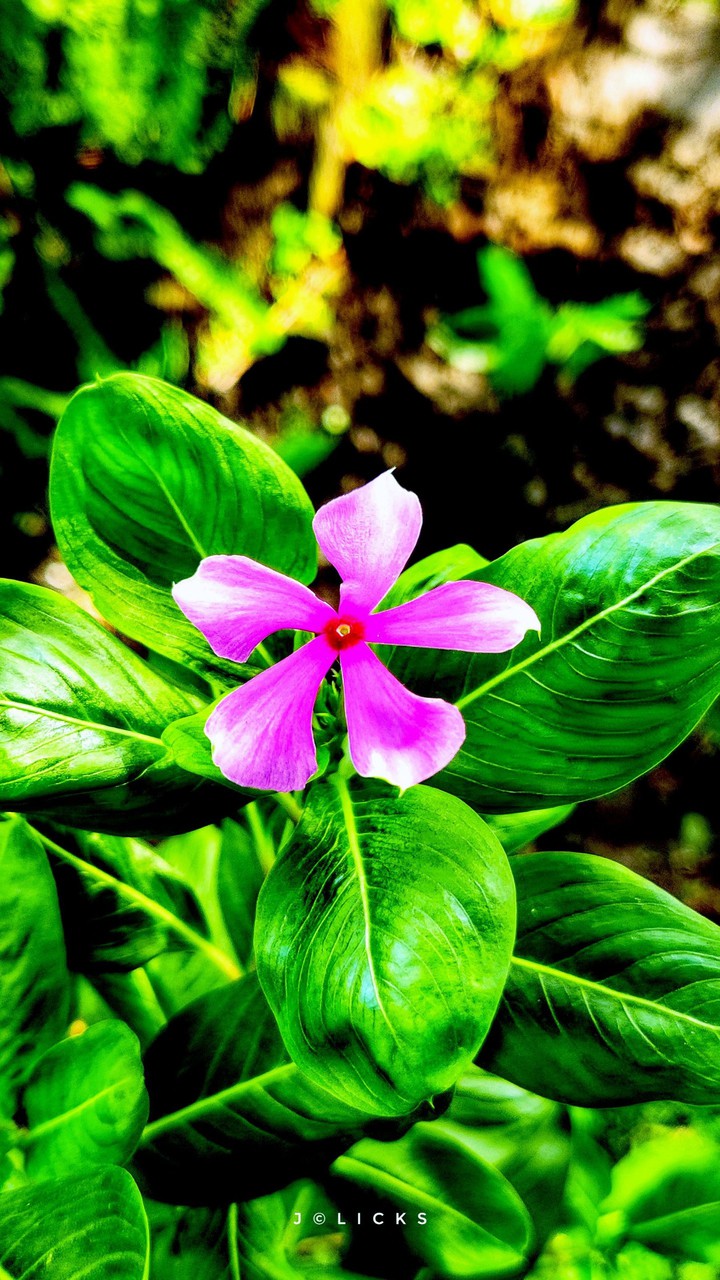 Purple Flower