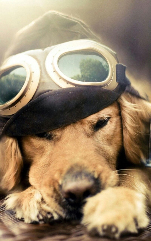 Pilot The Dog