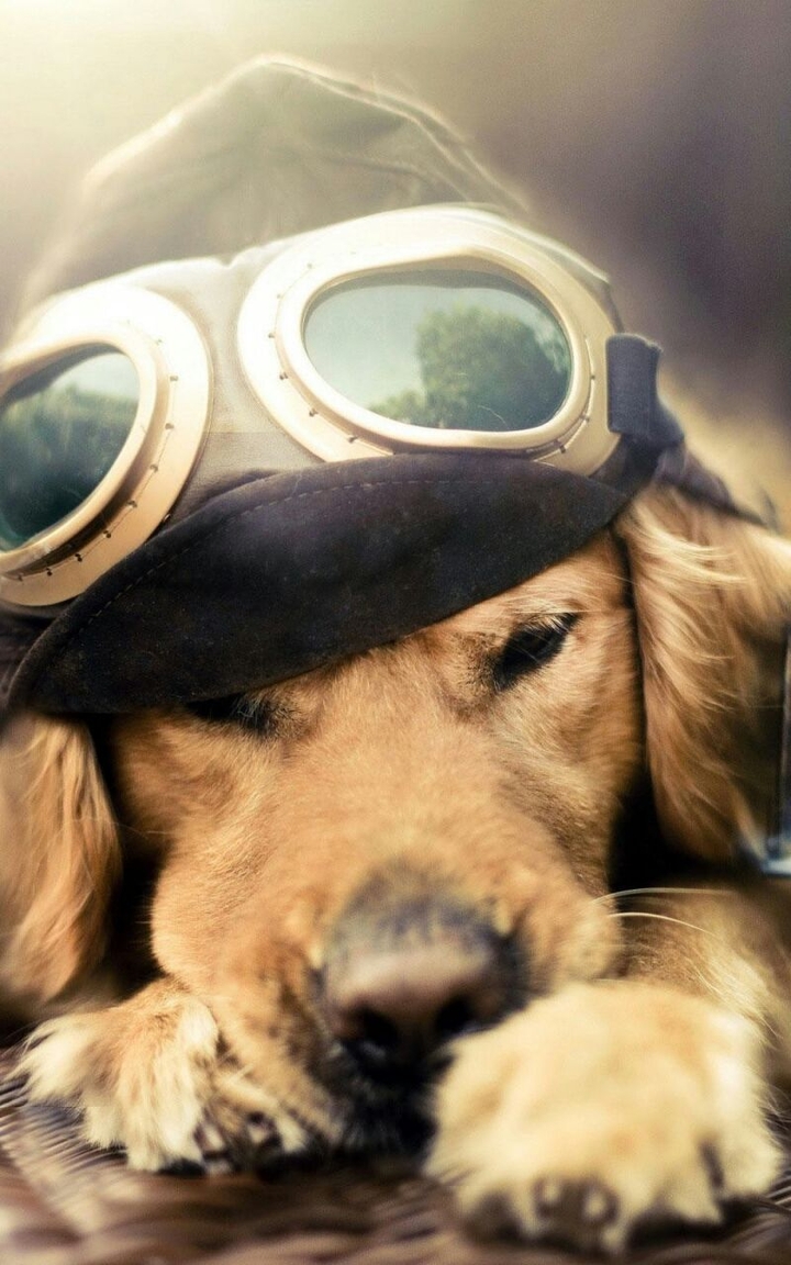 Pilot The Dog