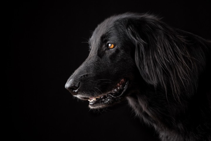 Black Dog