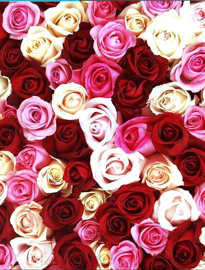 beauty of our flower