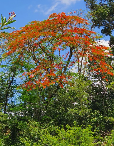 Color in the mountains, this is Puerto Rico ?