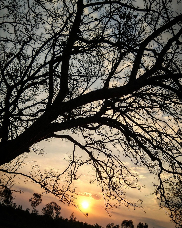 Tree during sunset