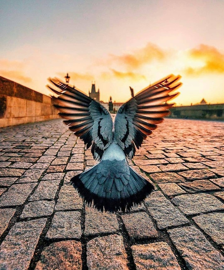 Like Birds