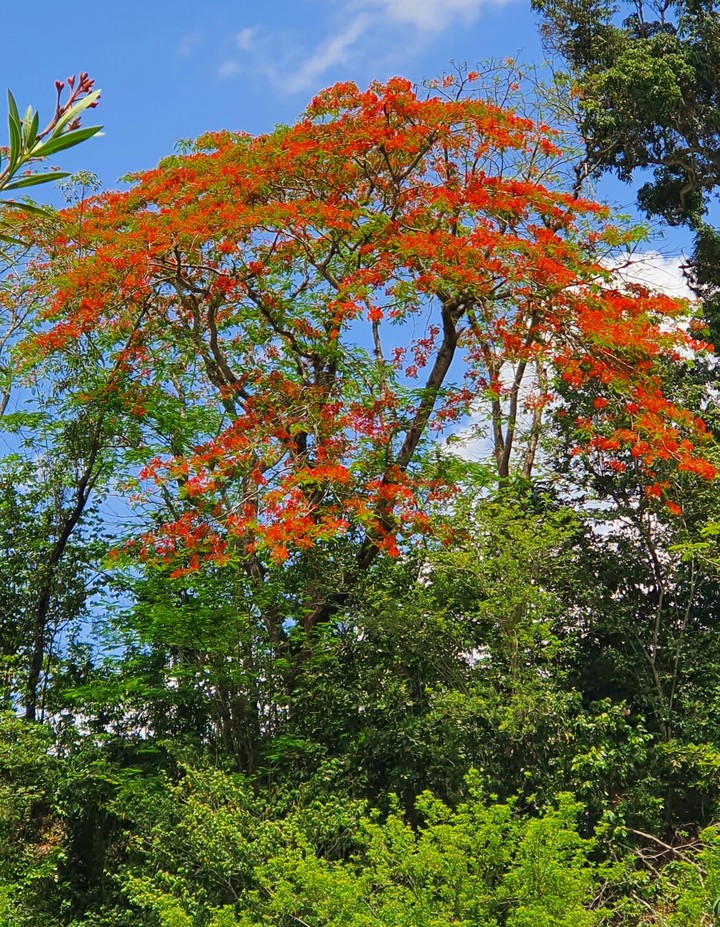 Color in the mountains, this is Puerto Rico
?