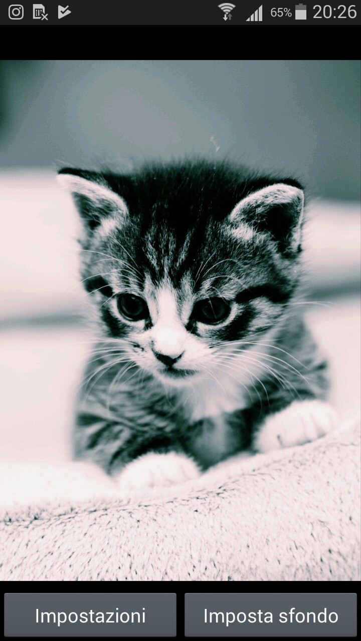 gattino