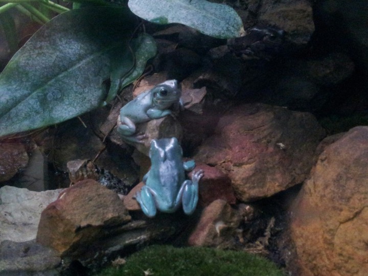 frog