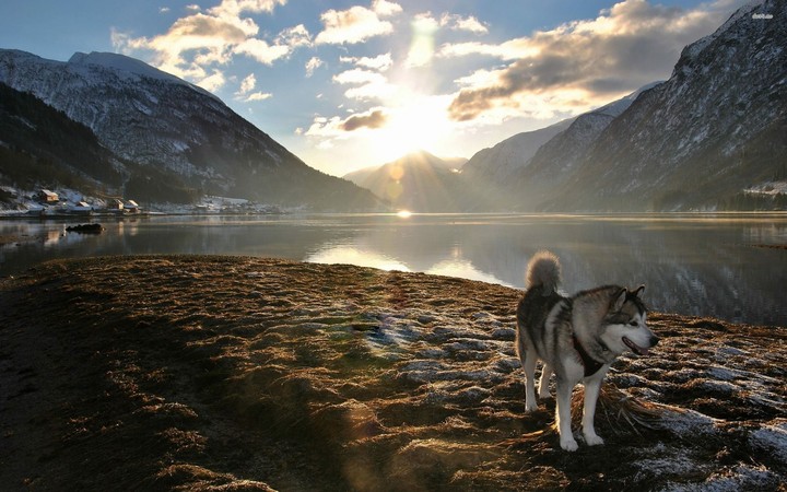 full HD wallpaper husky sun