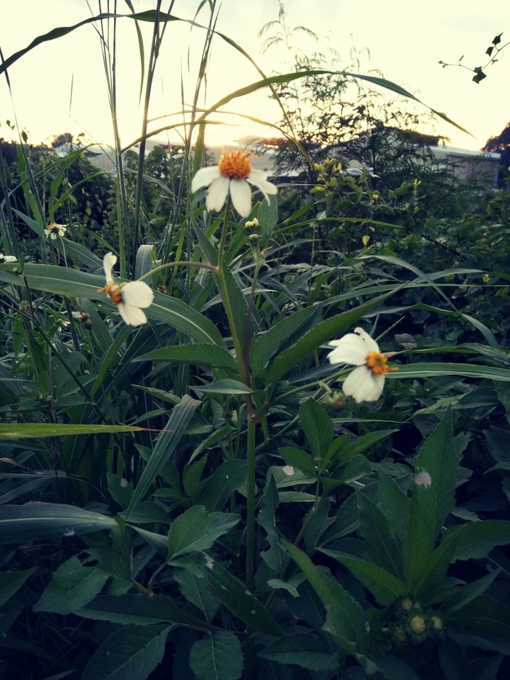 white bloom