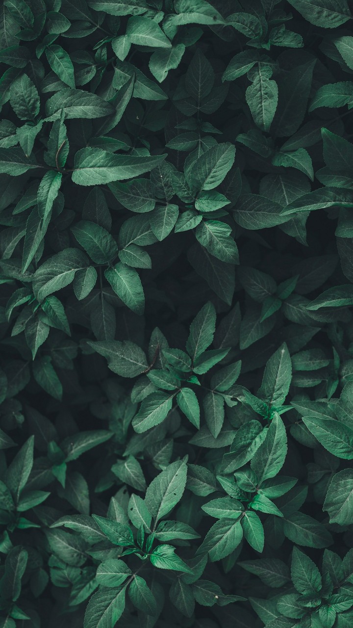 green heart of nature