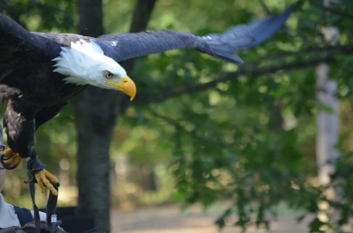 Flying eagle
