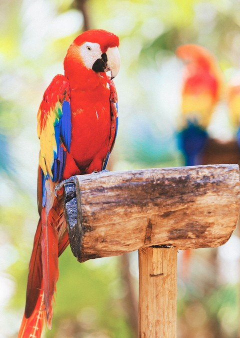 parakeet, beak वॉलपेपर
