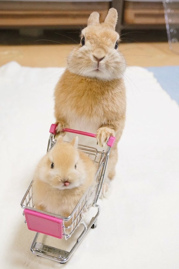 Rabbits