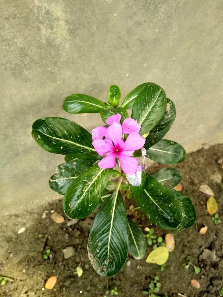 natural
