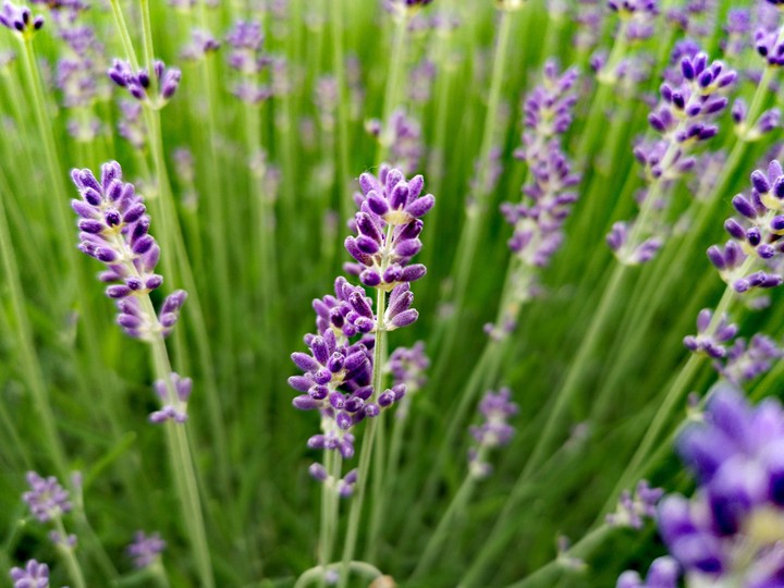 lavender