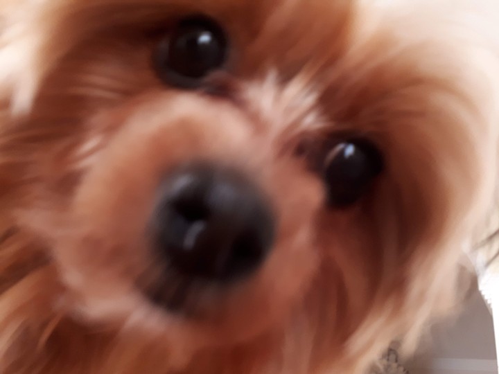 coco