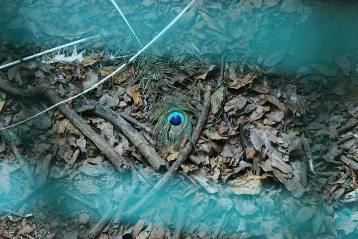 Papinaseri snake park kannor kerala