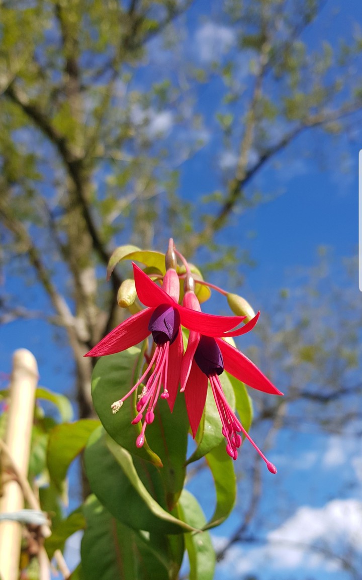 beautiful flower