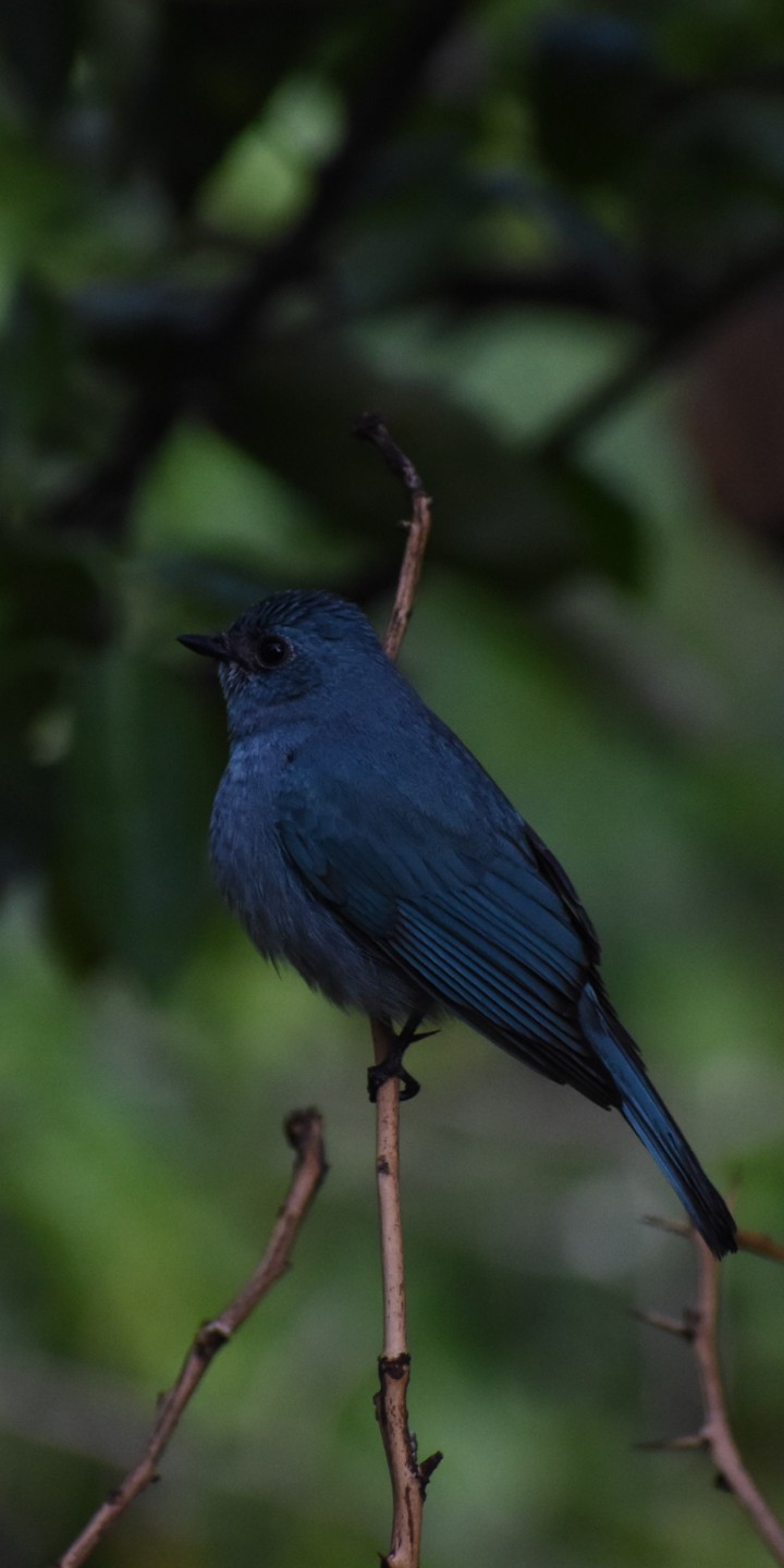 bird